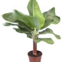 Banana ornamentale Tropicana in vaso, foglie verdi, pianta esotica da interno.