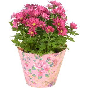 Crisantemo rosa in vaso con coprivaso floreale, vaso-Ø ca. 10,5 cm.