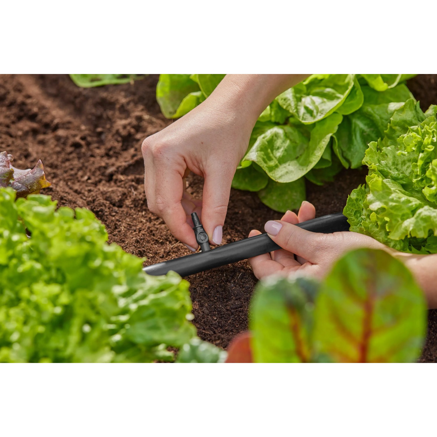 Connettore Gardena 4,6 mm in uso: una persona collega un sistema micro-goccia in giardino.
