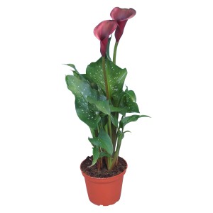 Calla da interno con fiori scuri in vaso, diametro vaso circa 12 cm.