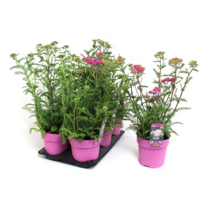 Piante perenni t.b.t. in vasi rosa su un vassoio nero.