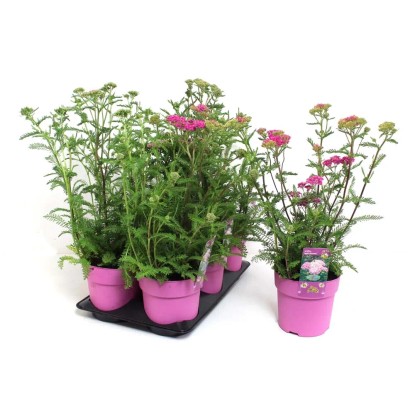 Piante Perenni assort. vaso 15 cm