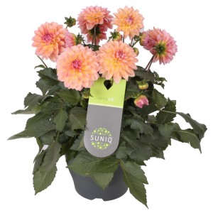 Dalia 'Suniq' in vaso, colori misti, ca. 23 cm Ø. Pianta decorativa per giardino, balcone o terrazzo.