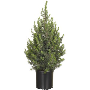 Conifera verde t.b.t. in vaso nero per il giardino o come pianta d'appartamento.