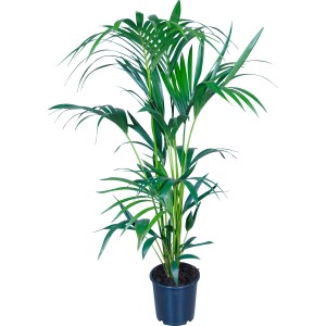Palma Kentia in vaso, ca. 21 cm Ø, palma da interno con foglie verdi ed eleganti.