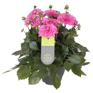 Dalia rosa "Suniq" in vaso, una pianta colorata per giardino, balcone o terrazza.