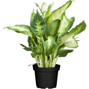 Dieffenbachia Camilla in vaso, pianta d'appartamento con foglie a motivi verdi e bianchi.