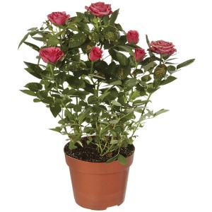 Rosa antica in vaso con fiori rossi e foglie verdi.