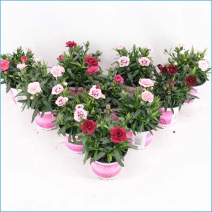 Diversi vasi di Garofano dei poeti con fiori rosa e rossi.