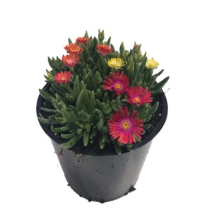 t.b.t. pianta fiorita con fiori colorati in vaso.