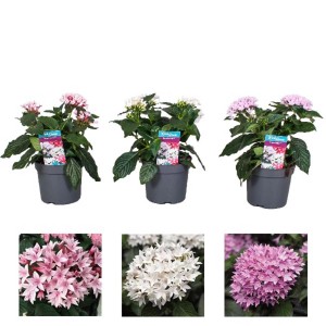 t.b.t. in vari colori in vaso, una pianta perenne fiorita.