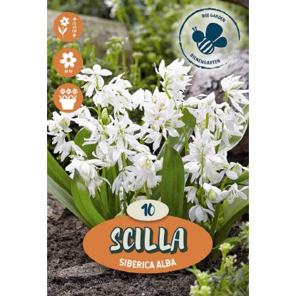 Bulbo Scilla Siberica Alba 15 pz