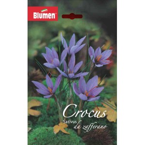 Confezione di bulbi da fiore di crocus con fiori di crocus viola.