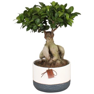 Bonsai verde in vaso con motivo colorato bianco e grigio.