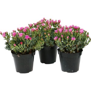 Tre piante t.b.t. in vasi neri, ideali per balconi e terrazze.