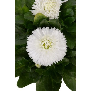 Primo piano di una margherita Habanera bianca (Bellis perennis) in vaso. Ideale per la piantumazione primaverile.