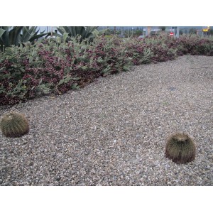 Ciottoli decorativi grigi e cactus in giardino. Ciottoli e granulati.