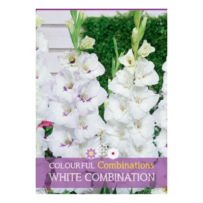 Semi Gladioli mix bianco H 100 cm