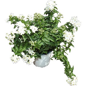 t.b.t. Pianta da vaso con fiori bianchi.