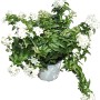 t.b.t. Pianta da vaso con fiori bianchi.