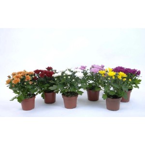 Crisantemi in vaso di vari colori.