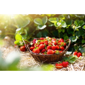 Cesto pieno di fragole rosse mature tra le piante di fragole.