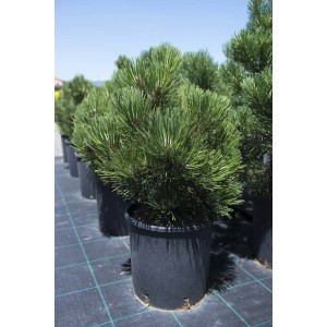 Pinus leucodermis `Compact Gem`