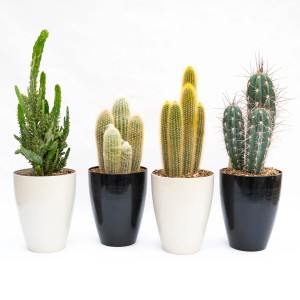 Vari cactus in vaso, forme e colori diversi.