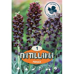 Bulbo di Fritillaria Persica, giglio persiano con fiori scuri a forma di campana.