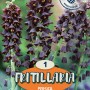 Bulbo di Fritillaria Persica, giglio persiano con fiori scuri a forma di campana.