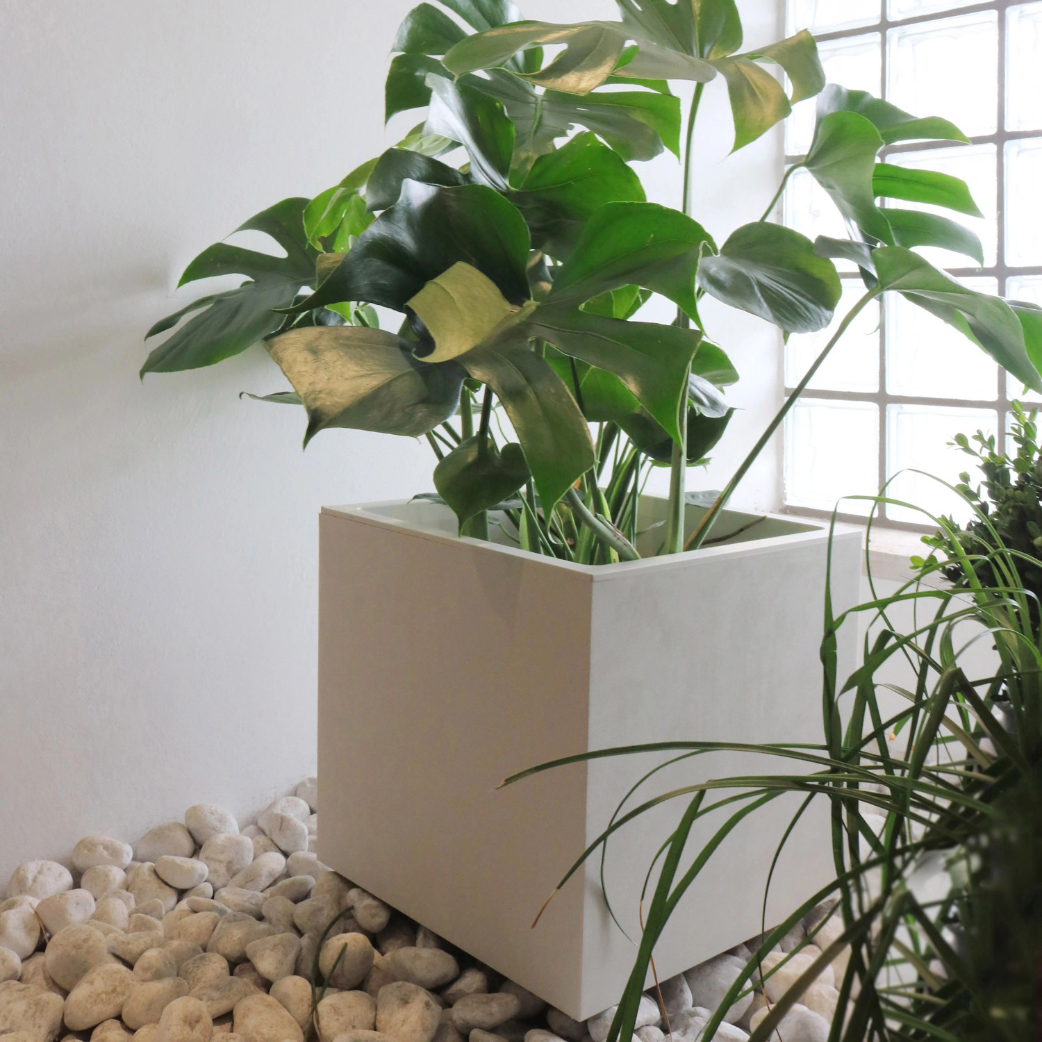 Fioriera quadrata Deroma Cubo Millennium 25x25x25 cm color bianco perla con pianta.