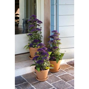 Vaso per piante Standard in terracotta ø 25 cm