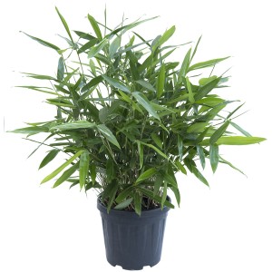 Bambù freccia (Arundinaria) in vaso, ca. 26 cm Ø, sempreverde e adatto come schermo per la privacy.