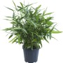 Bambù freccia (Arundinaria) in vaso, ca. 26 cm Ø, sempreverde e adatto come schermo per la privacy.
