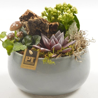 Composizione Echeveria e Kalanchoe vaso in ceramica grigio