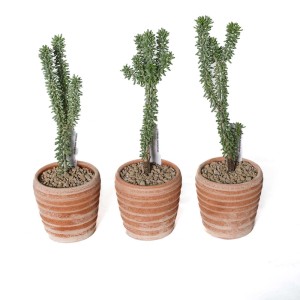 Ceraria namaquensis Piante succulente rare terracotta Ø 11 cm