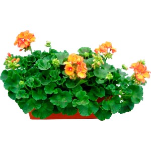 Pianta da balcone arancione in vaso. Pianta fiorita decorativa per terrazza e balcone.