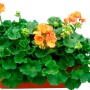 Pianta da balcone arancione in vaso. Pianta fiorita decorativa per terrazza e balcone.