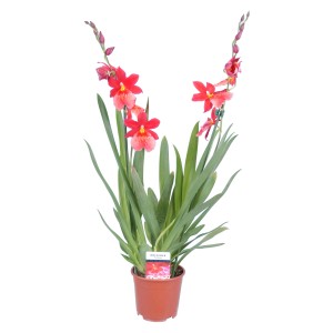 Orchidea Cambria Nelly Isler con fiori rossi in vaso.