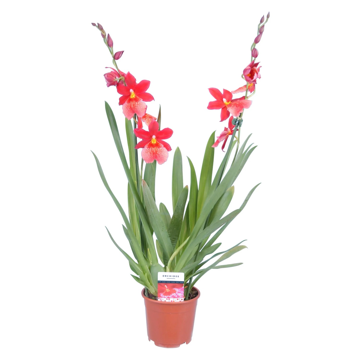 Pot pour Orchidées en Plastique, 3PCS Pots de Fleurs Diamètre 14cm en