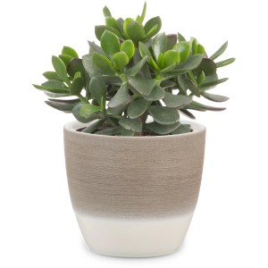 Scheurich vaso per piante 950, Ø 19 cm, Espresso Cream, con pianta. Vaso in ceramica per interni.