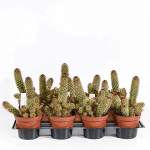 Mammillaria elongata Cactus vaso Ø 12 cm