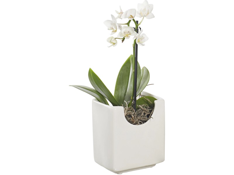 Orchidea Phalaenopsis mix luxury con vaso in ceramica 6 cm