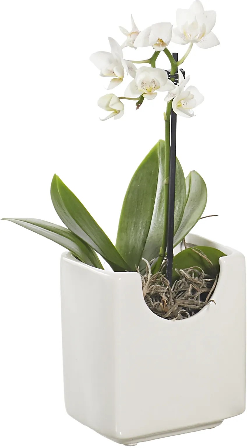 Orchidea Confezione Da 3 Vasi Per Piante Trasparenti, Vasi Per Piante Con Fori E Sottovaso, ø 14cm