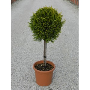 Cipresso di Leyland 'Castlewelland Gold' in vaso, altezza circa 65 cm, conifera giallo dorato.