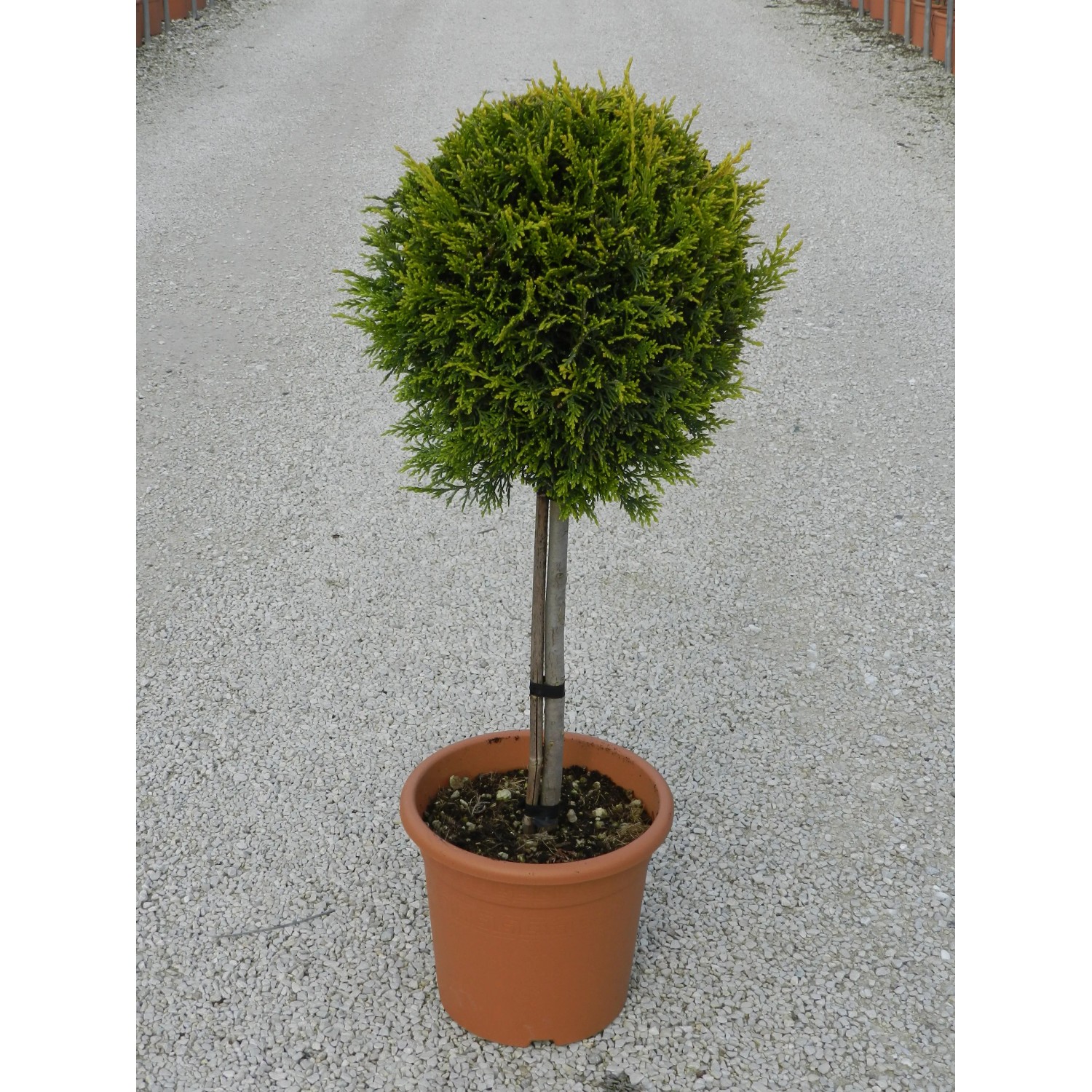 Cipresso di Leyland 'Castlewelland Gold' in vaso, altezza circa 65 cm, conifera giallo dorato.