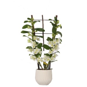 Disposizione di orchidea di bambù in vaso di ceramica bianco, ca. 12 cm Ø.