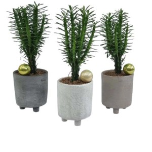 Tre piante grasse t.b.t. in vasi con palline dorate. Piante da interno decorative.