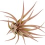 Primo piano di una Tillandsia, una pianta d'appartamento decorativa e facile da curare.