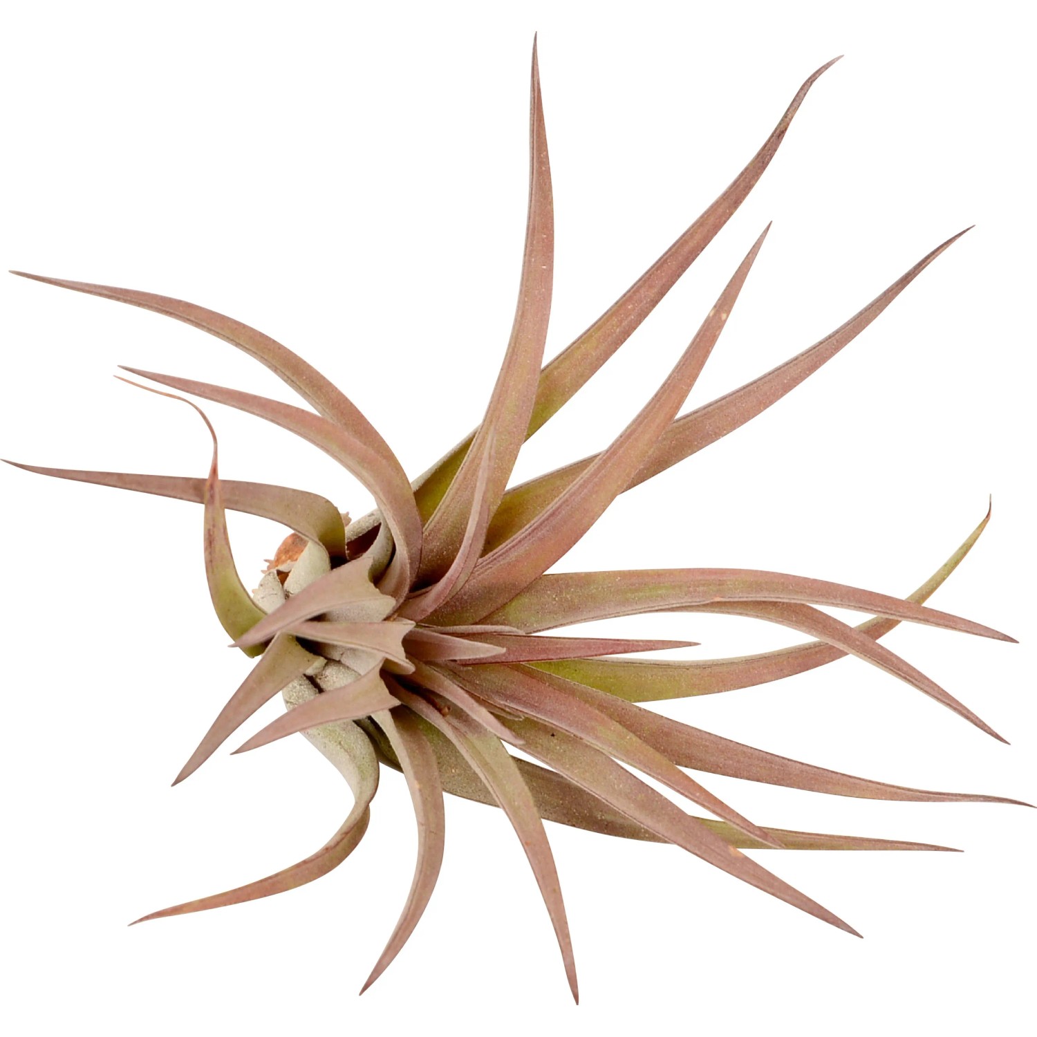 Primo piano di una Tillandsia, una pianta d'appartamento decorativa e facile da curare.
